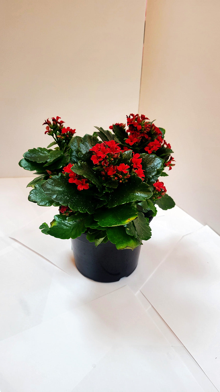 Red Kalanchoe Plants