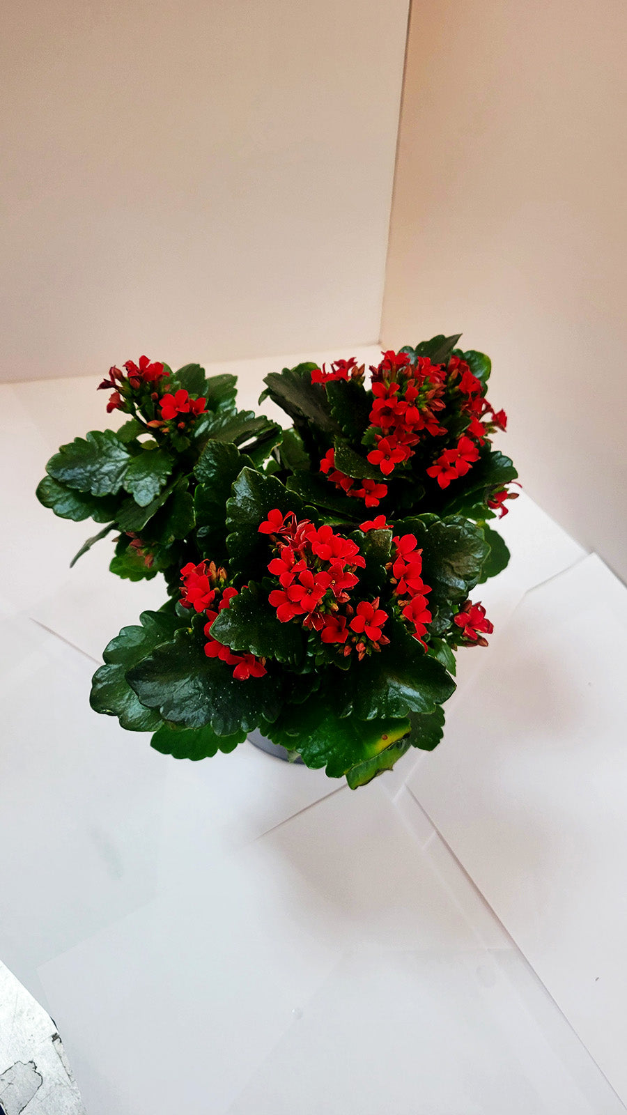 Red Kalanchoe Plants