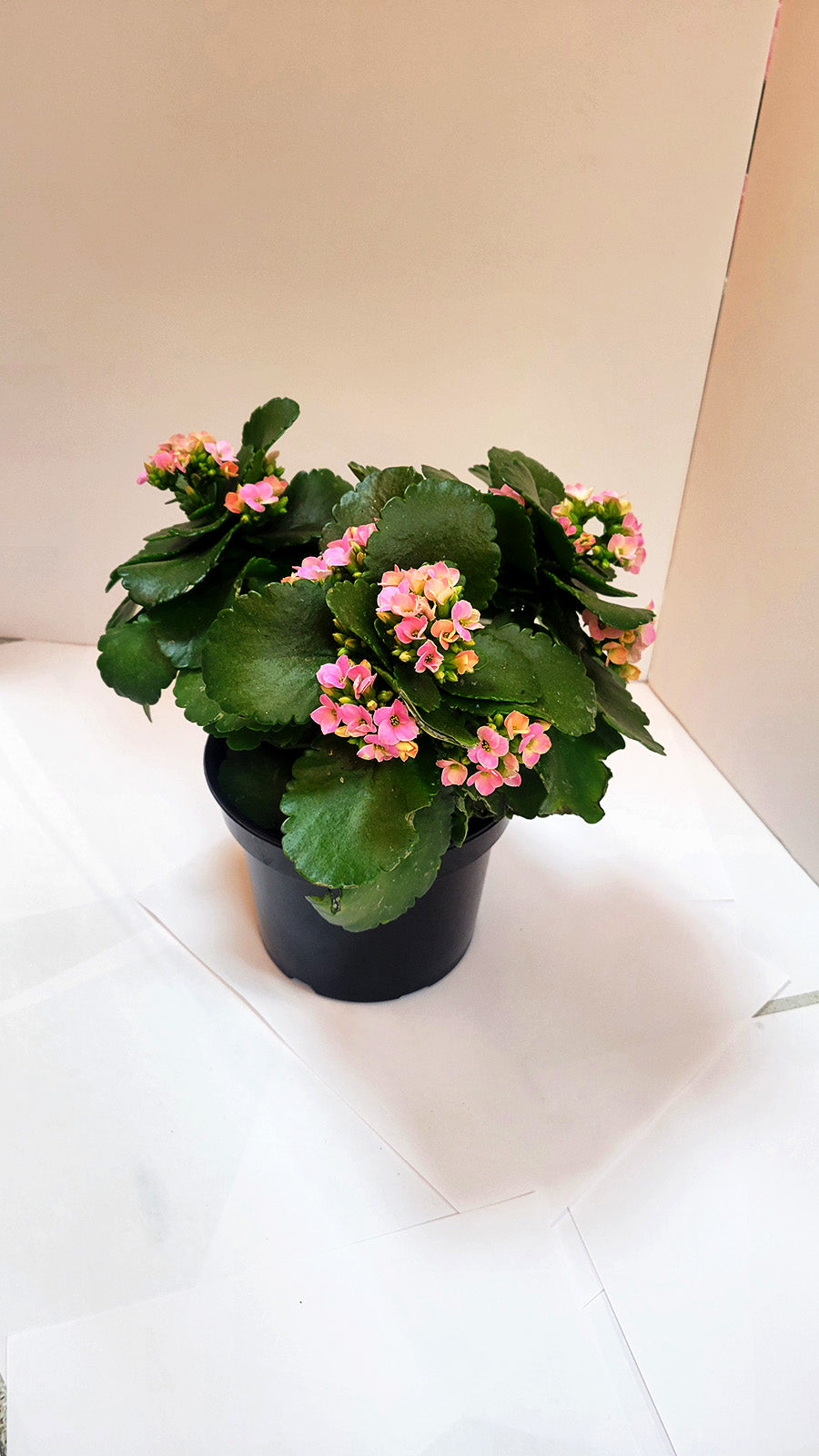 Pink Kalanchoe Plant