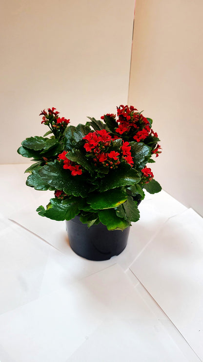Red Kalanchoe Plants
