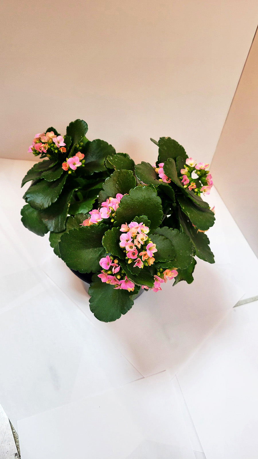 Pink Kalanchoe Plant