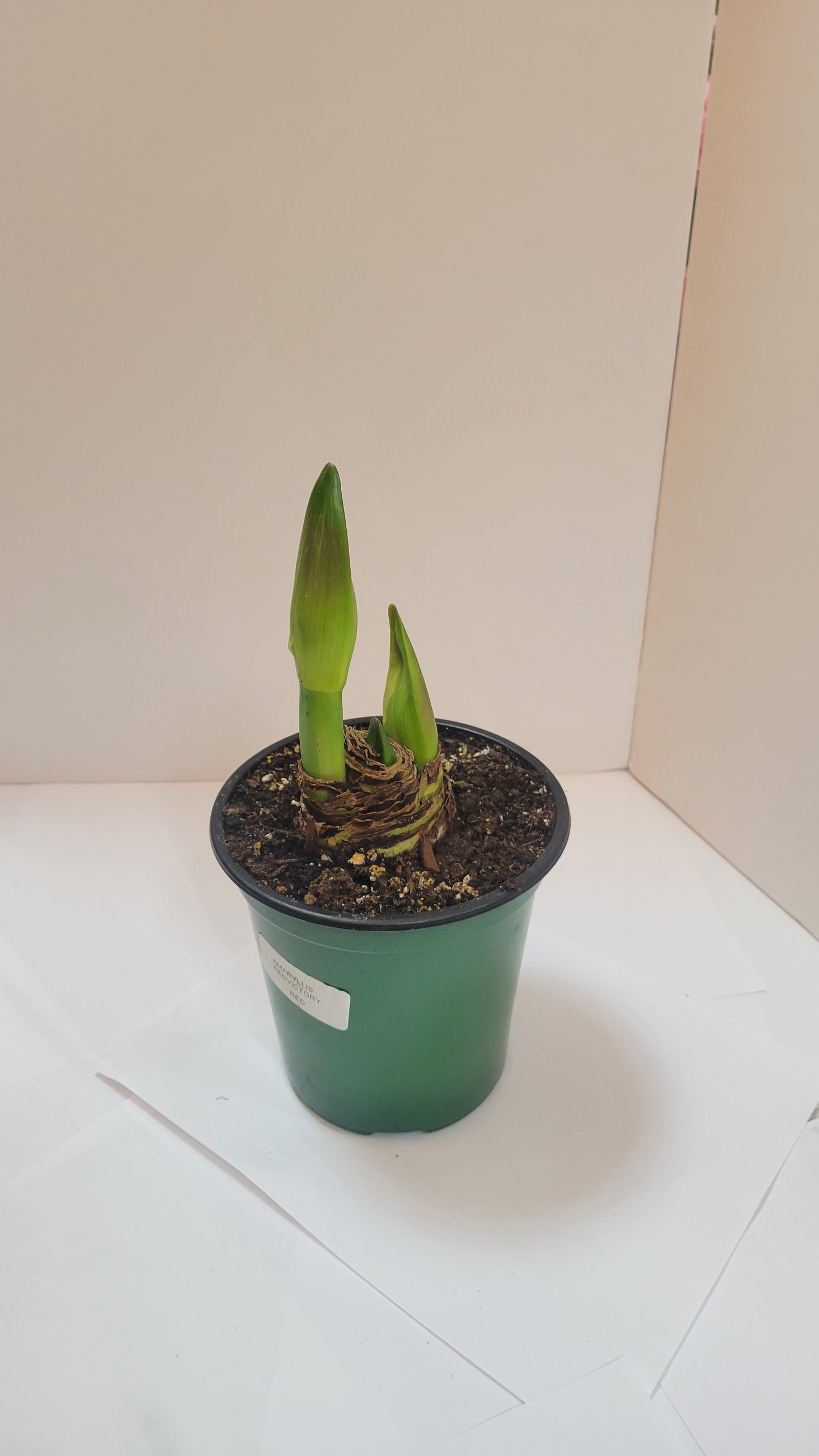 Amaryllis Bulbs