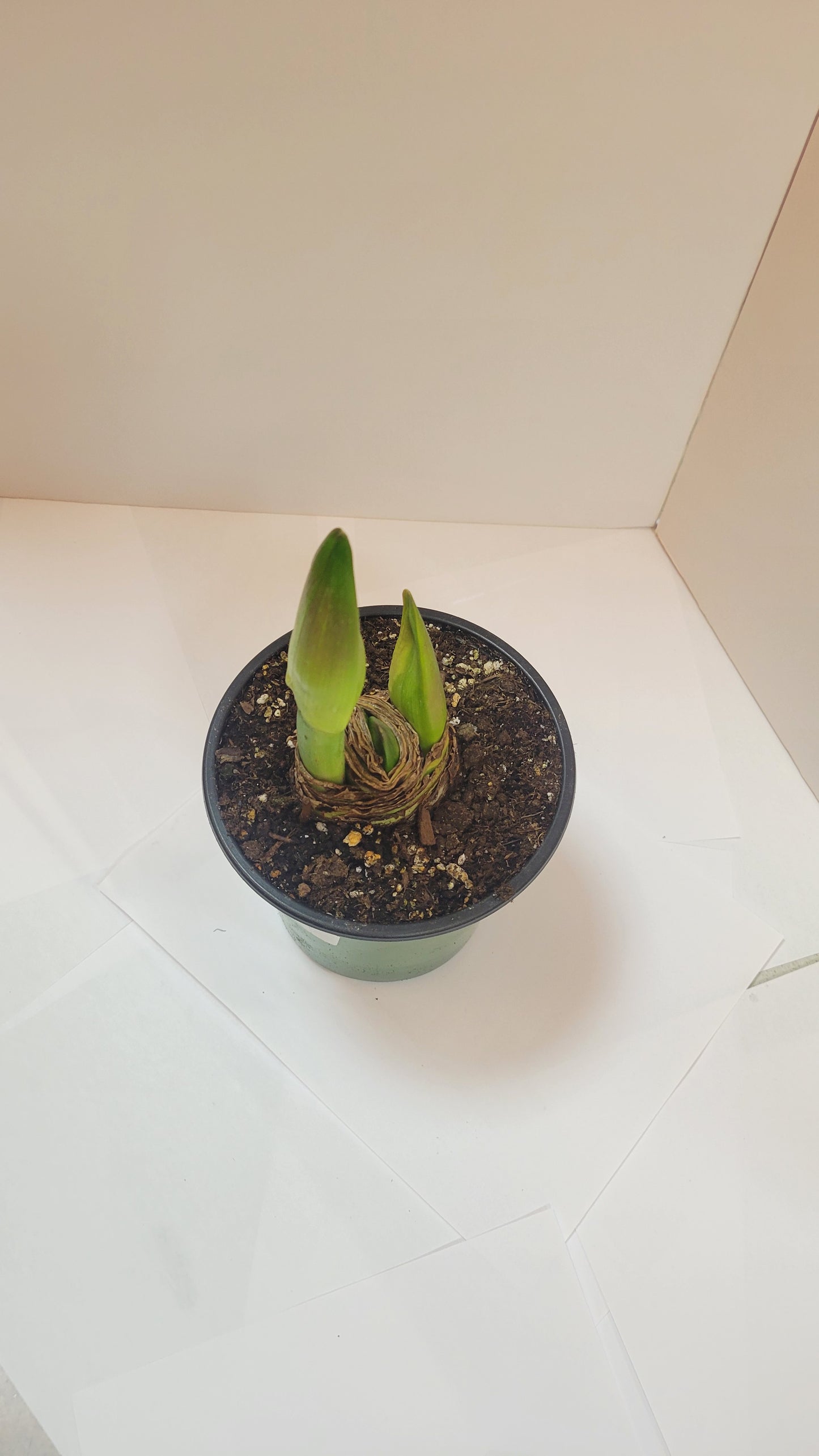 Amaryllis Bulbs
