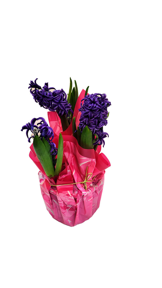 Easy to Grow Hyacinth